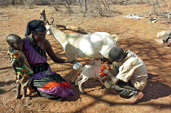 Goats for widows